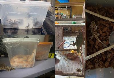PF prende quadrilha por comércio ilegal de jacarés, cobras, jabutis, aranhas e pássaros