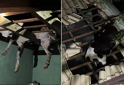 Boi fica preso em telhado após pular cerca de pasto em Santa Catarina
