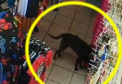 Vídeo: cachorra invade loja e "rouba" chapéu no interior de SP