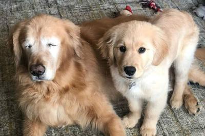 Cachorro cego ganha amigo cão-guia e viraliza na web