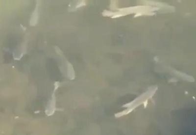 Ciclistas flagram peixes nadando no Rio Pinheiros, em SP