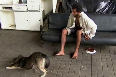 Centros de acolhimento temporários também podem receber cães de rua