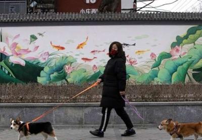China vai proibir consumo de cães e gatos no país