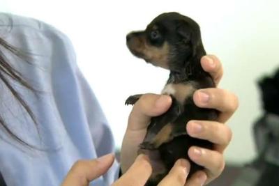 Filhote de cachorro tem genital mutilado e é vendido como fêmea na internet 