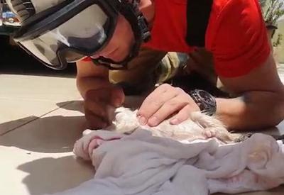 Vídeo: bombeiro salva filhote de gato com respiração boca a boca
