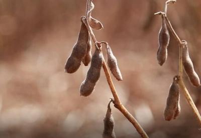 RS: seca provoca maior quebra da safra de grãos em dez anos