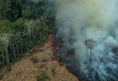 Amazônia: fogo afetou 90% das espécies de animais e plantas, diz estudo