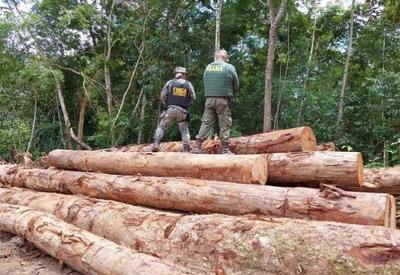Pará: extração ilegal de madeira cresceu 1.000% em terras indígenas