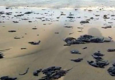 Justiça dá 48h para Governo conter chegada de petróleo no litoral