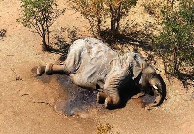 Mais de 300 elefantes morrem de forma misteriosa na África