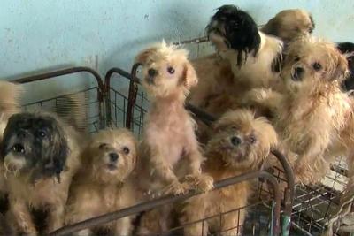 Mais de noventa cachorros são resgatados em casa da zona leste de SP