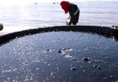 Manchas de óleo: venda de peixes cai e compromete renda de pescadores