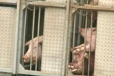 Mutirão tenta salvar porcos que estavam em carreta que tombou na Grande SP