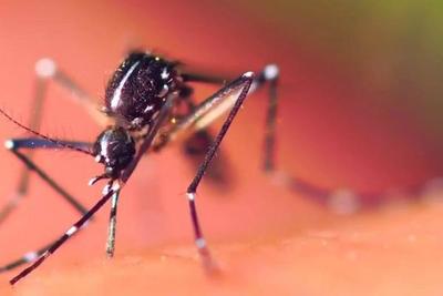Pesquisadores descobrem nova solução para ajudar no combate à dengue