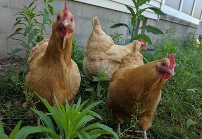 Onda de calor provoca morte de 400 mil galinhas no Uruguai