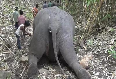 Raio pode ter matado 18 elefantes em reserva florestal na Índia