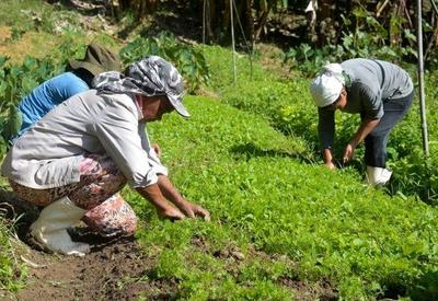 Senado vota MP que libera R$ 1 bi para agricultores prejudicados pela seca