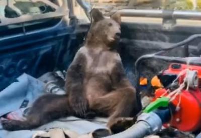 Vídeo: urso é resgatado após comer mel alucinógeno na Turquia
