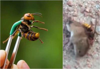 Vídeo mostra vespa "assassina" matando rato em menos de um minuto
