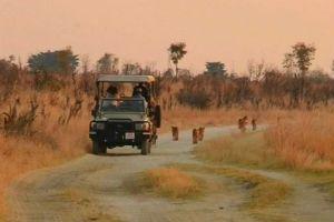 Zimbábue permite caça controlada um mês após morte do leão Cecil