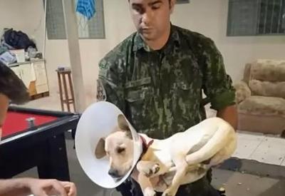 Estudantes são expulsos após castrarem cão clandestinamente em SP