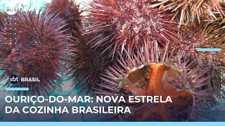 Ouriço-do-mar vira destaque da gastronomia e começa a ser desenvolvido em laboratório | #SBTBrasil 