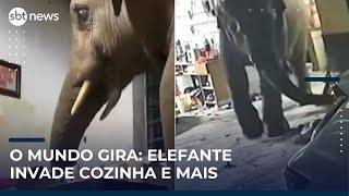 Flagras: Elefante na cozinha, “pet gala” e mais notícias do mundo | #SBTNews Manhã (22/05/25)