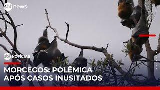 Xuxa é filmada alimentando morcegos em casa; prática tem riscos? | #SBTNotícias (31/05/25)