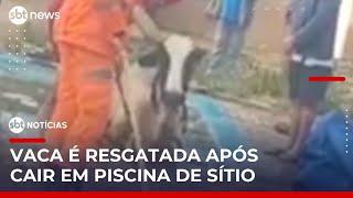 Vaca cai em piscina em sítio e é resgatada por bombeiros em MG | #SBTNotícias