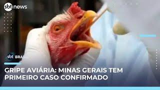 Gripe aviária: Minas decreta emergência sanitária após confirmação de caso | SBT Brasil (27/05/25)