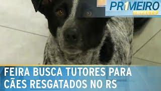 SP: Feira busca tutores para cães resgatados no Rio Grande do Sul