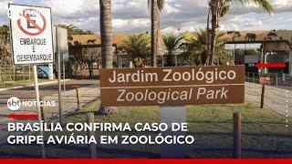 Caso de gripe aviária é confirmado no Zoológico de Brasília | #SBTNotícias (04/06/25)