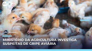 Gripe aviária: autoridades já vistoriaram 300 propriedades no RS | SBT Brasil (19/05/25)