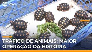 Polícia realiza maior operação contra tráfico de animais silvestres no Brasil | #SBTManhã