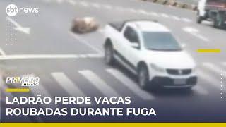 Flagra: Vacas caem de caminhão durante fuga de ladrão | Primeiro Impacto (15/05/25)