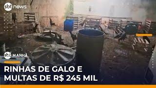 Polícia desmonta rinhas de galos no Paraná e aplica multas de R$ 245 mil | #SBTManhã