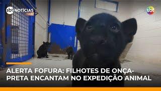 Expedição Animal mostra filhotes raros de onça-preta | SBT Notícias 1ª Edição