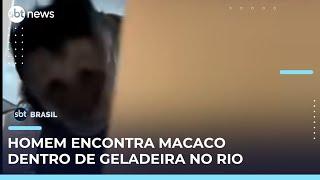 Macaco invade geladeira e é flagrado por estudante no Rio | #SBTBrasil 
