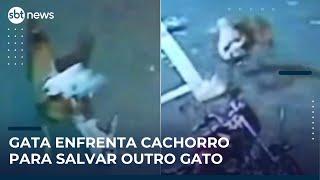 Flagra: Gata enfrenta cachorro para salvar outro gato | #SBTNews Manhã (14/05/25)
