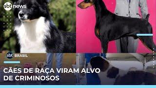 Três cães de raça roubados na Grande SP são encontrados; outros seguem desaparecidos | #SBTBrasil 