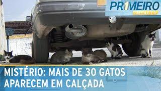 Mistério: Mais de 30 gatos são abandonados em calçada na Grande SP | Primeiro Impacto (24/01/25)