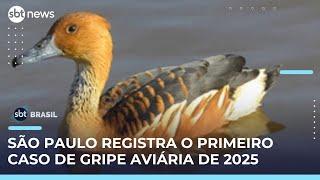 São Paulo confirma primeiro caso de gripe aviária em ave silvestre migratória | #SBTBrasil