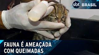 Animais  precisam lidar com desequilíbrio ambiental após incêndios | SBT Brasil (28/09/24)