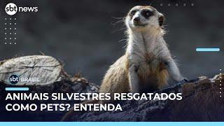 Programa no RS permite a guarda legal de animais silvestres resgatados | #SBTBrasil 
