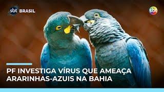 PF investiga disseminação de vírus em ararinhas-azuis na Bahia