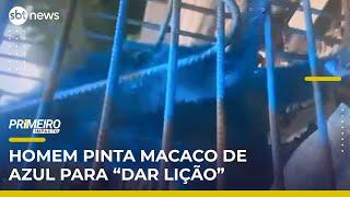 Homem pinta macaco de azul para "dar lição" e evitar roubo de comida | #PrimeiroImpacto