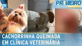 Cachorrinha sofre queimaduras durante cirurgia e caso vai à Justiça | Primeiro Impacto (04/02/25)