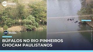 Búfalos são flagrados tomando banho no Rio Pinheiros, em São Paulo | #SBTBrasil 