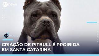 Governo de Santa Catarina proíbe pitbulls e raças derivadas em todo o estado | #SBTBrasil 