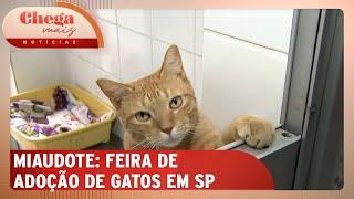 Feira da prefeitura promove adoção de gatos, em São Paulo | Chega mais Notícias (29/11/24)